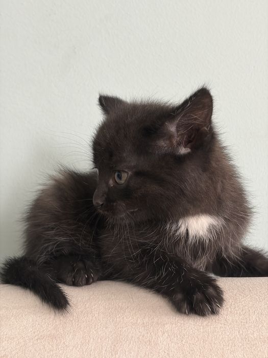 Отдам котят в хорошие руки!