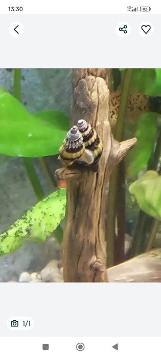 Аквариумные рыбки,улитки