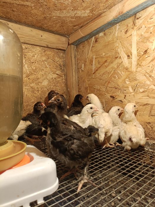 Продам цыплят. Смесь с брама.