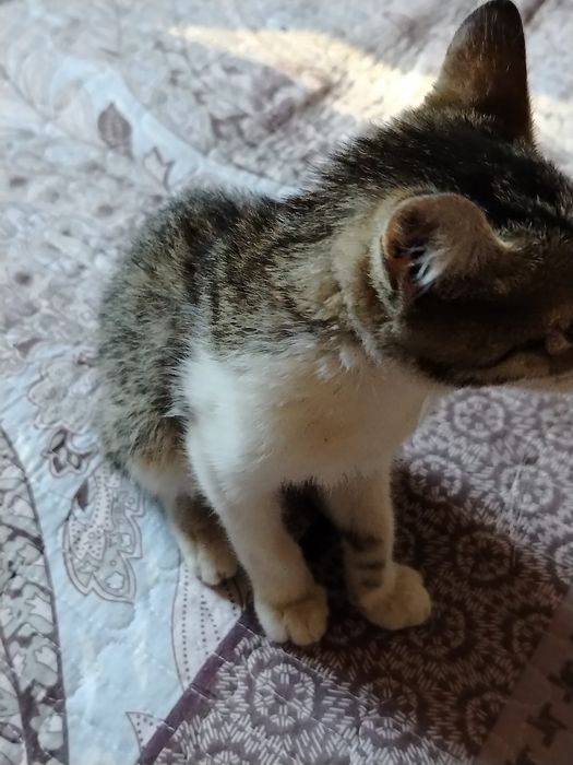 Мушук боласи Аклли ва чиройли.