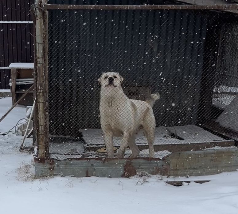 Алабаи щенок 1 год