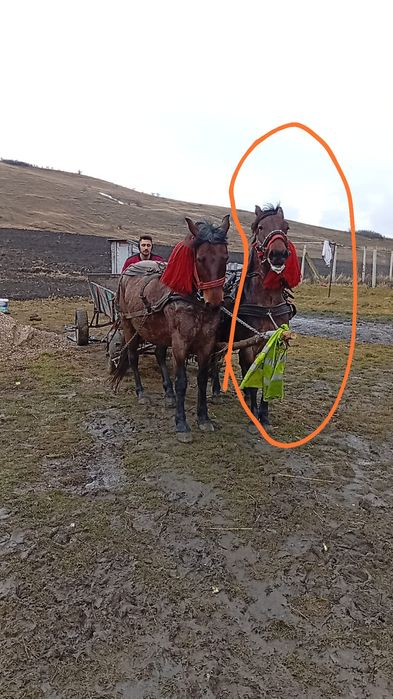 De vânzare iapă  cei încercuită de 9/10 ani