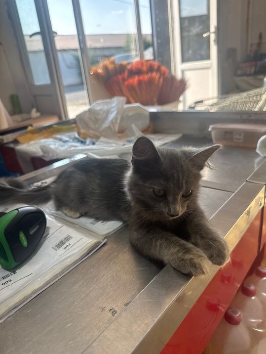 Котенок ( девочка ) в добрые ручки