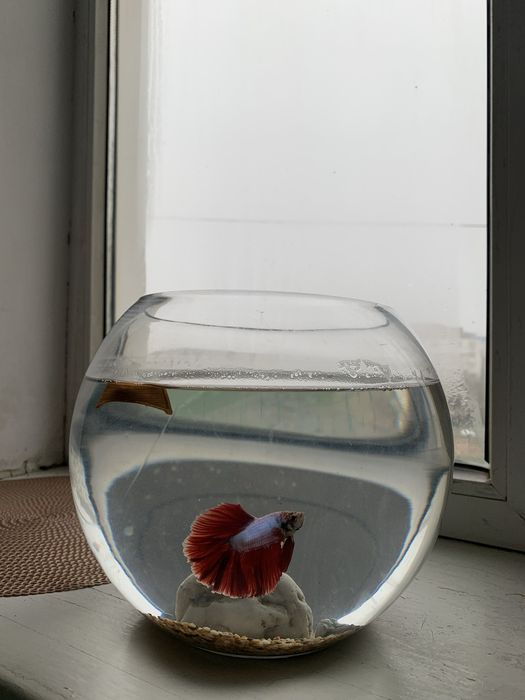 Аквариум с рыбкой