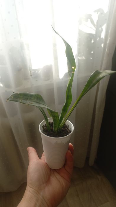 Обменяю на комнатные цветы