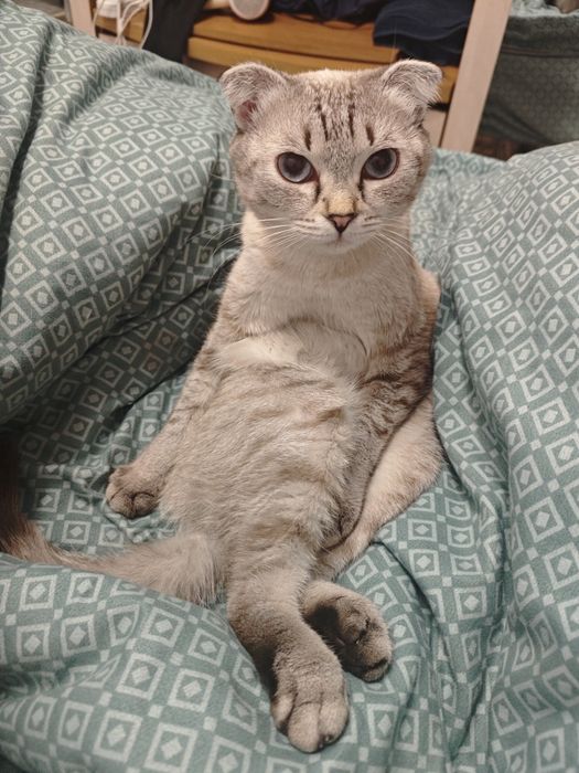 Шотландская вислоухая кошка