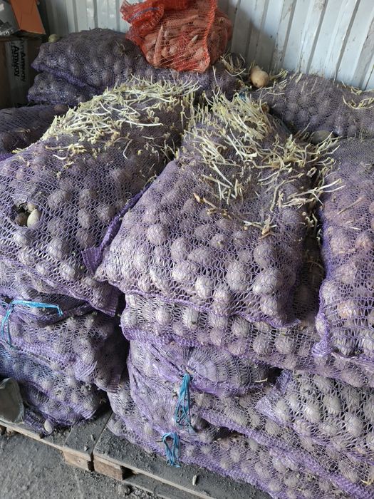 Картошка для семены