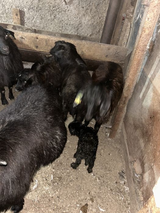 Продам коз с козлятами!