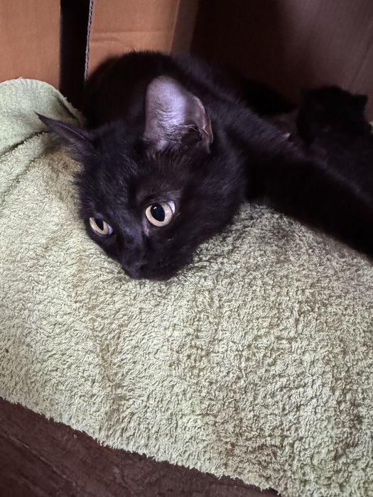 Отдам котят в добрые руки