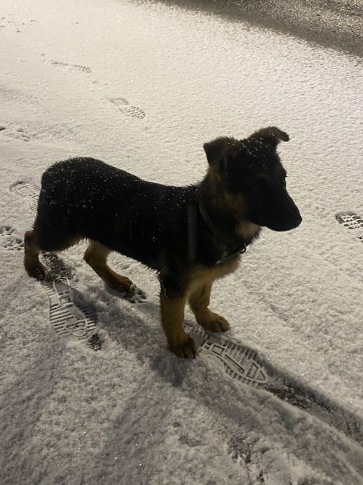 Немецски овчарки