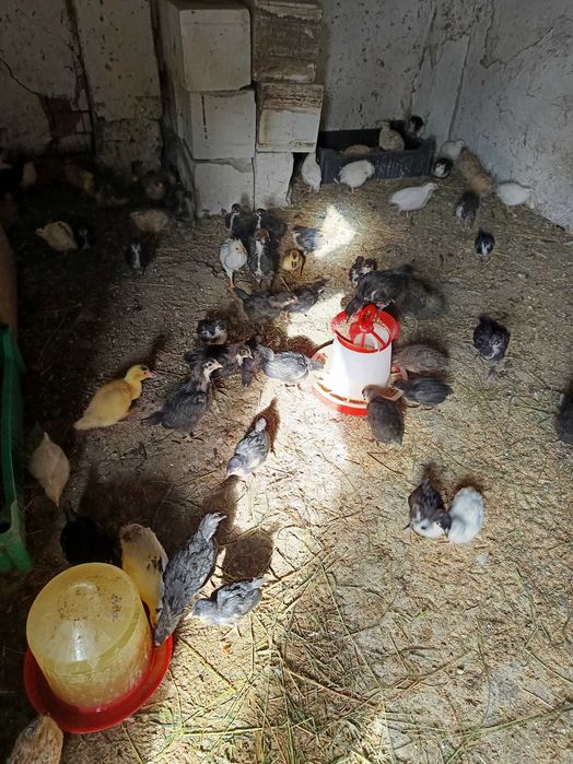Pui de Australorp negru de 5-6 săptămâni