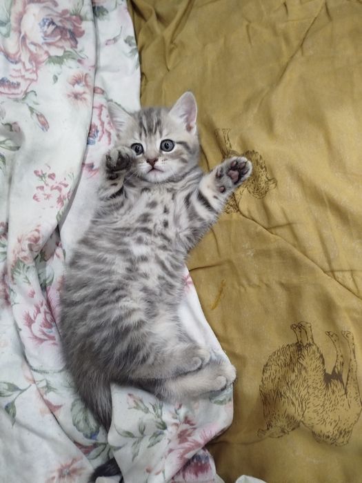 котята шотландские