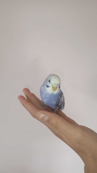 Vând o pereche de peruși