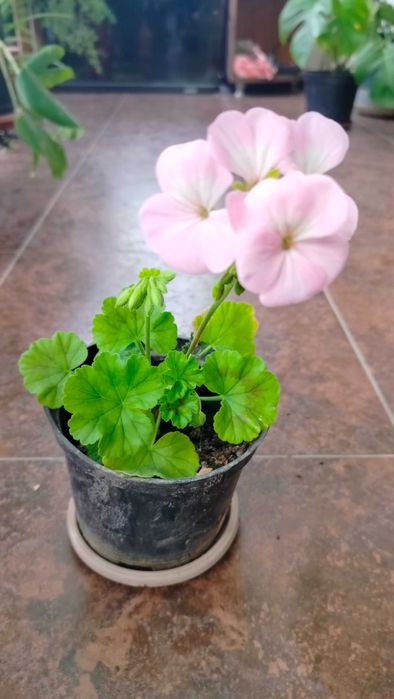 комнатные и садовые растения