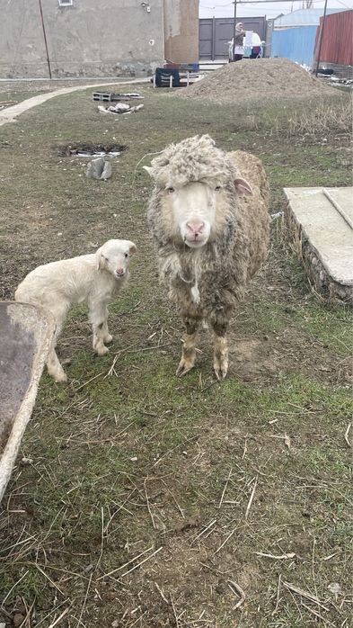 Қойлар сатылады, қозысымен бірге