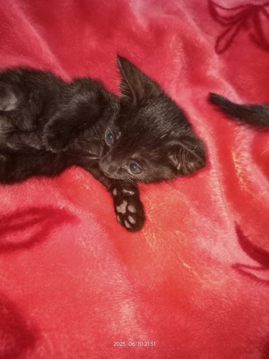 Отдам даром милых котят