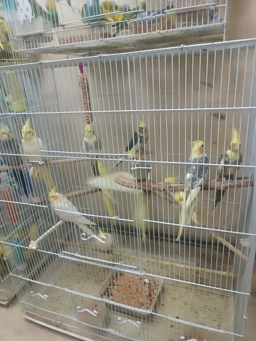 Продаётся попугай корелла