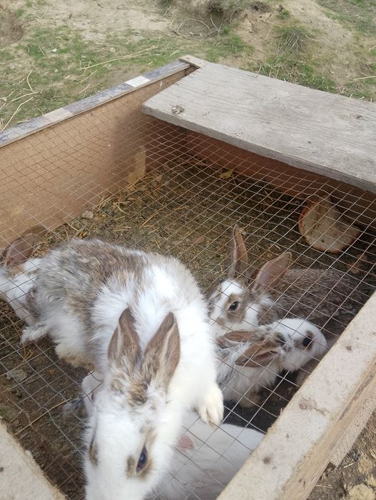 кролик крольчата