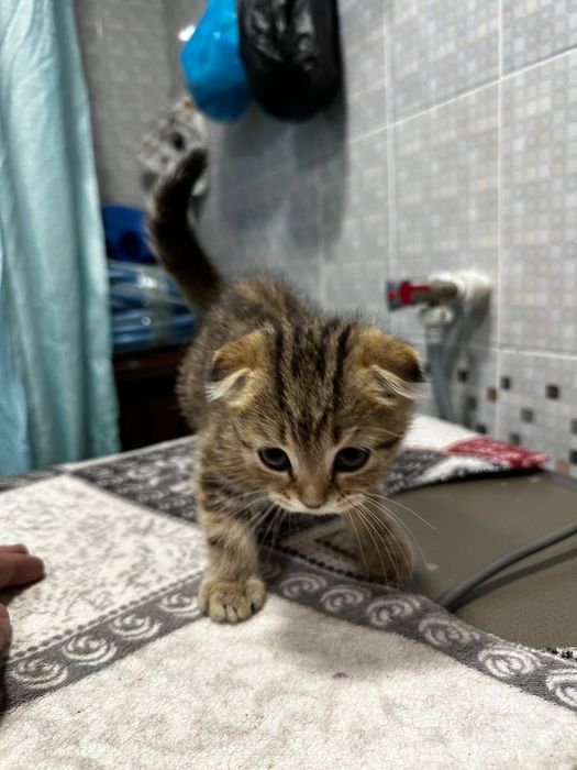 Seribristiy shinshila bn Zalatistiy shinshiladan chiqan mushula