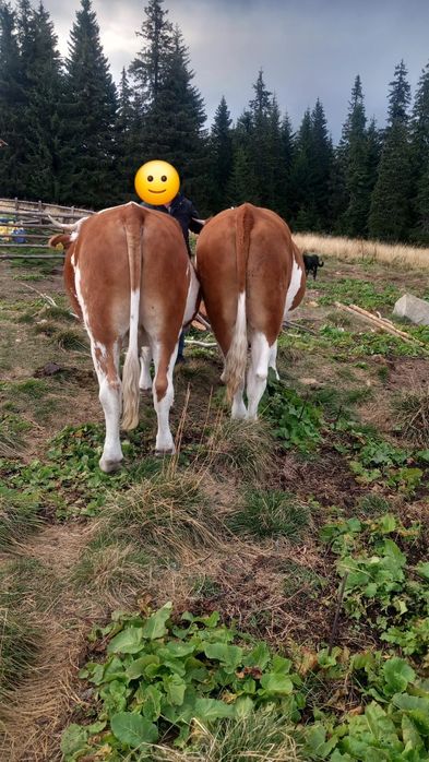Boi de vanzare in varsta de 3 ani
