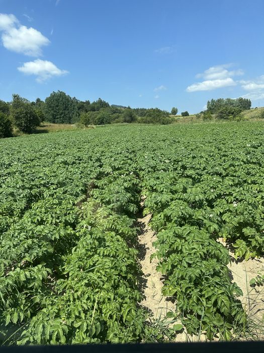 Семе за картоф Сорая/Карелиа/Агрия А клас