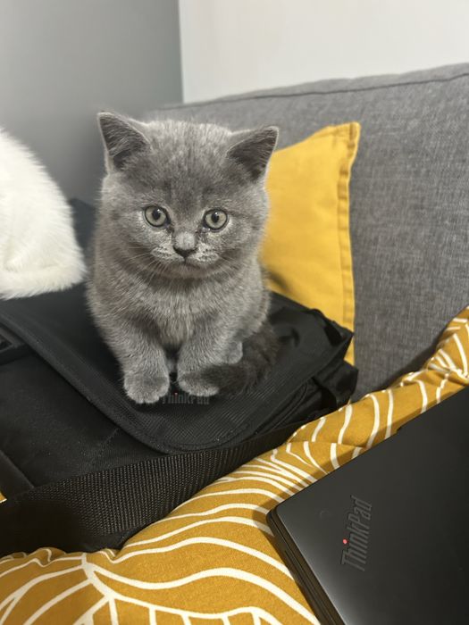 Pui British Shorthair – 3 luni, foarte jucăuș, cu carnet și vaccinuri la zi