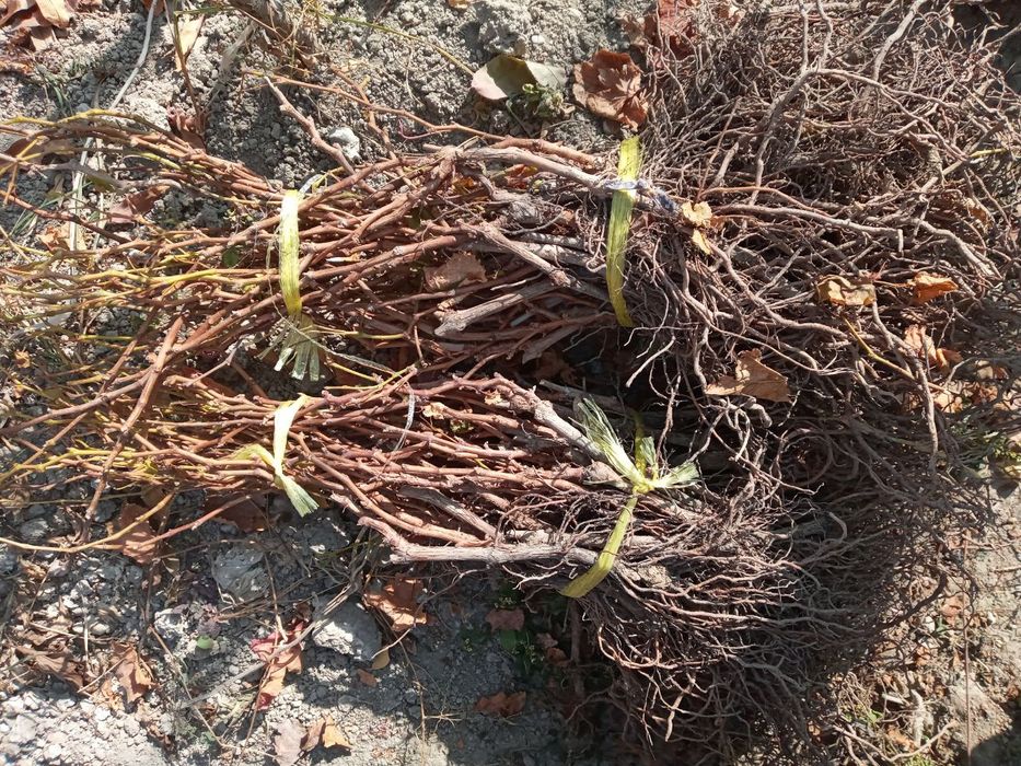 Fermer xojalgda yetishtrlgan uzum kochat