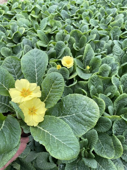 Пролетни цветя за 8 - ми март