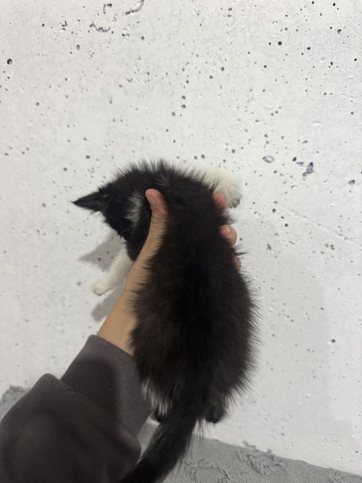 подарявам малко коте