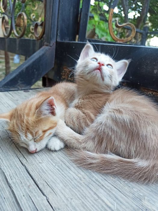 Қарағандыда секс үшін қыздар