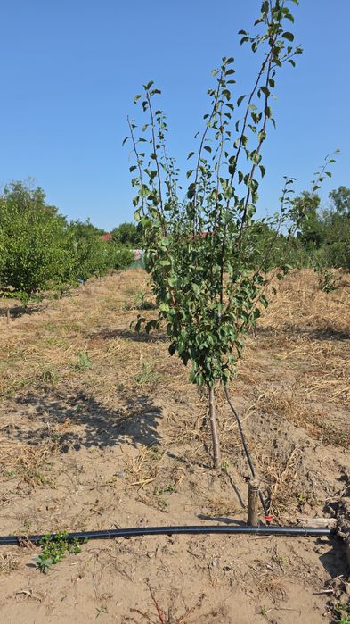 Cel mai mic pret  pe teren intavilan cu toate utilitățile