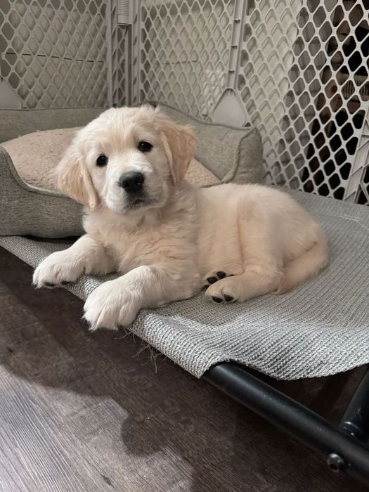 Golden retriever mascul disponibil