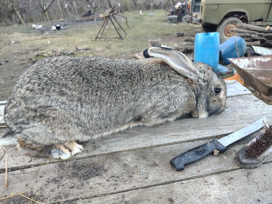 Vand pui de iepuri, marele german