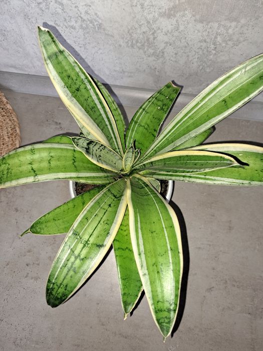 Продам Сансевиерию
