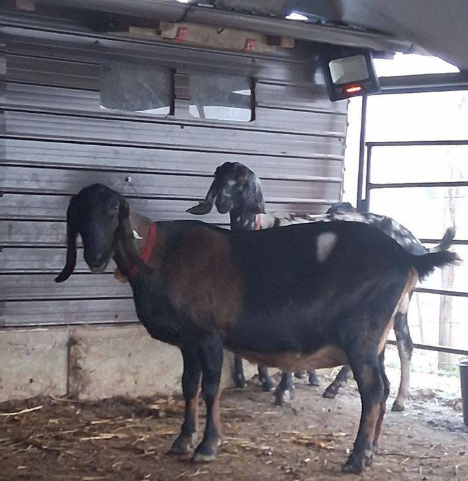 Vând capra NUBIANA cu Pedigree
