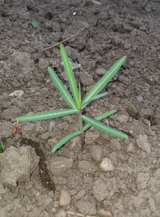 Planta anticartita,  Euphorbia  Lathyris. 10 bucăți