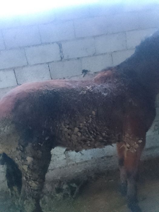 Құнан  1  елі қазысы бар