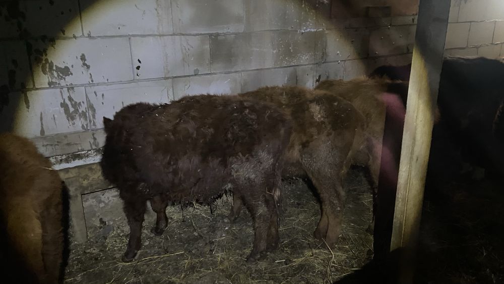 Продам телят оптом