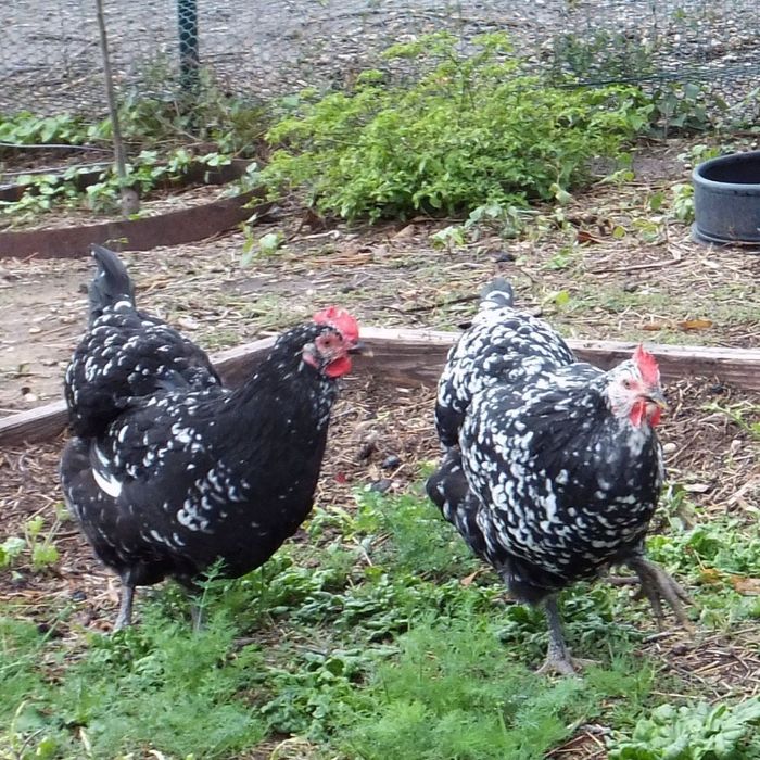 Суточные цыплята гиганты на апрель месяц