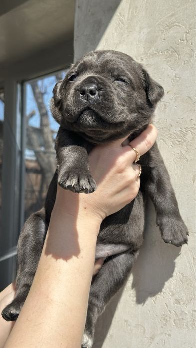 Итальянский Кане Корсо