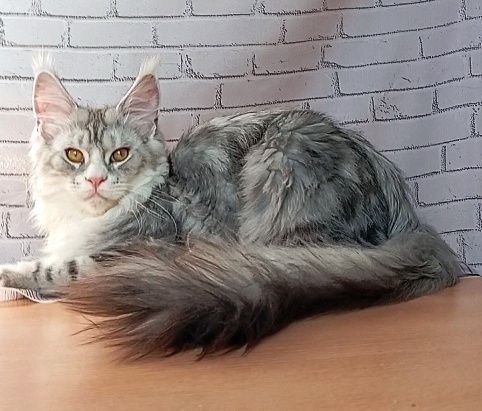 Серебряный принц Марсель. Питомник "Fluffy Tale".