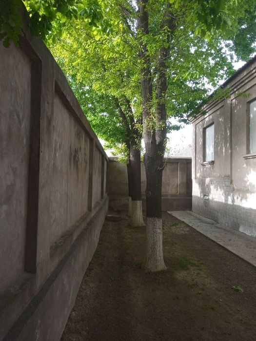 Саженцы Дуб дерево высотой до 2-метров