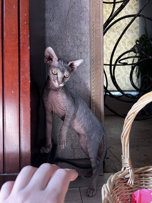 Котята канадский сфинкс