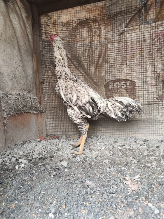 бойцы дакан шамо