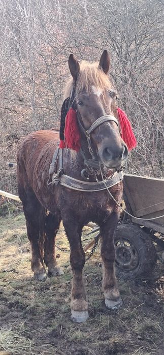 de vinzare cal castrat