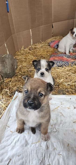 Отдам щенят в добрые руки