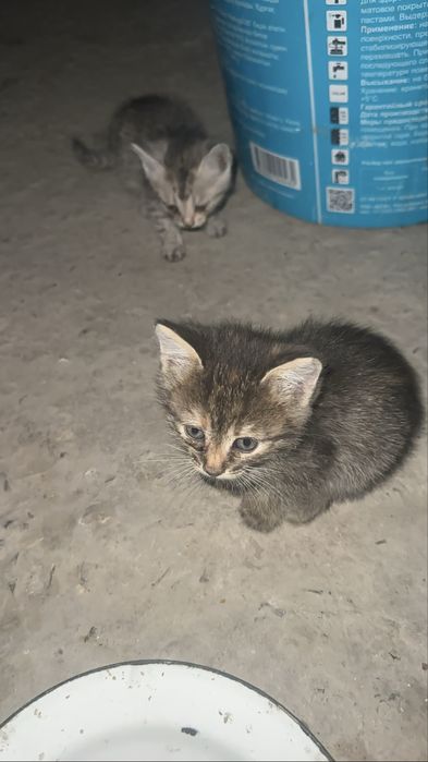 отдаю котят в добрые руки