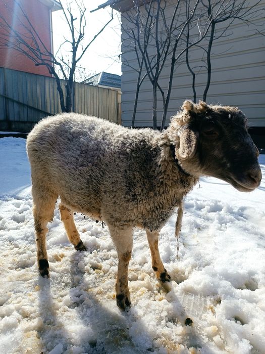 Бараны домашнего откорма