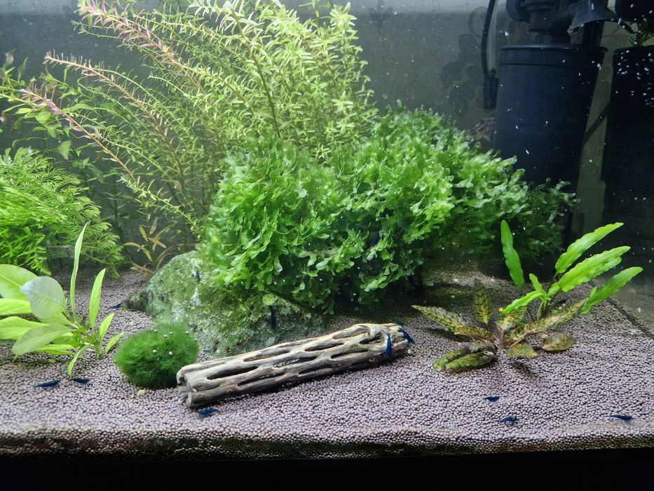 Аквариум. Креветочник.