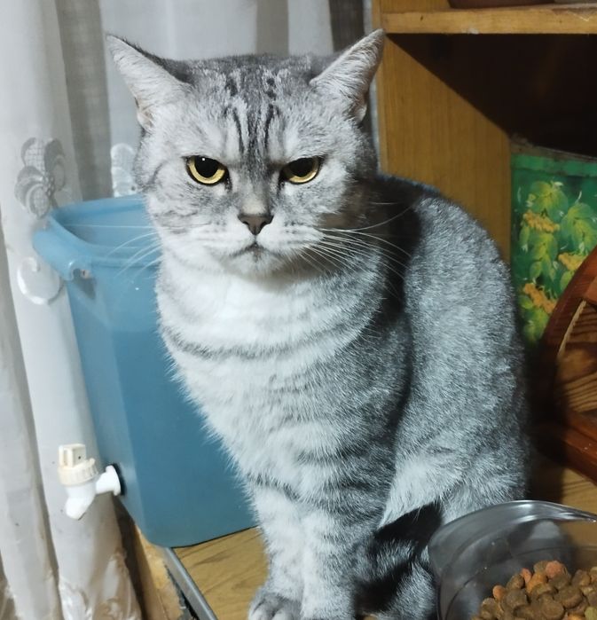 Отдам в добрые ручки